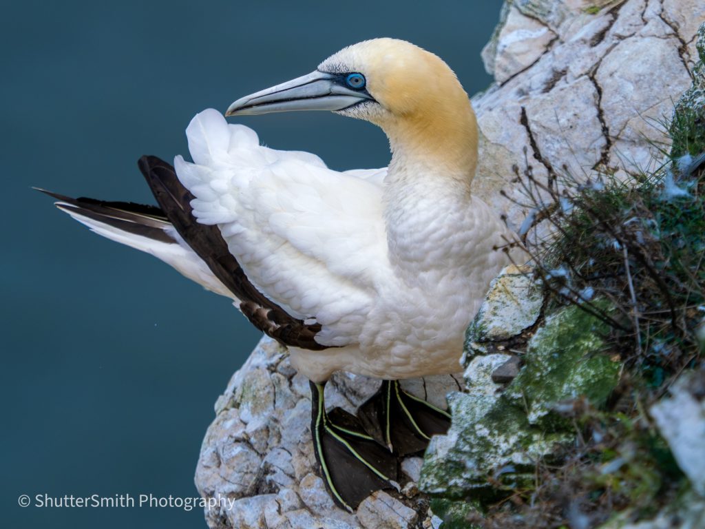 Exploring RSPB Bempton Cliffs: A Gannet Sightseeing Experience