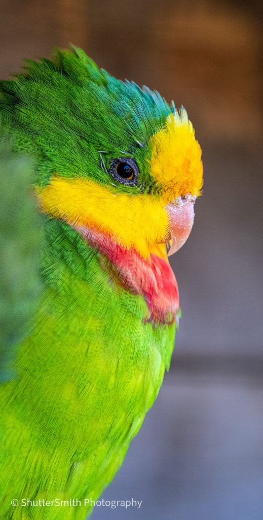 Amazing Animal Encounters at Filey Zoo