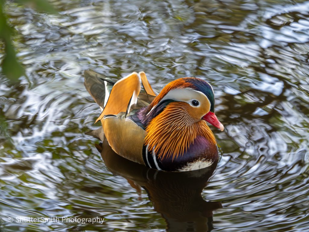 Through the Lens: Autumn Wildlife at Wollaton Park 17th October 2026